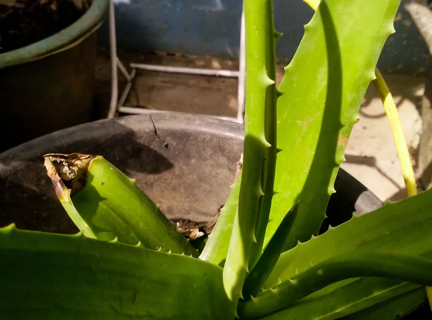 Plante aloe vera montrant ses caractéristiques typiques