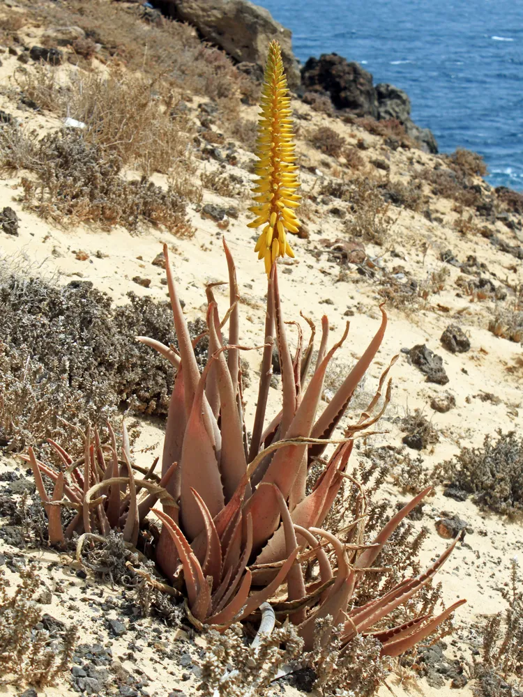 Plante aloe vera montrant ses caractéristiques typiques