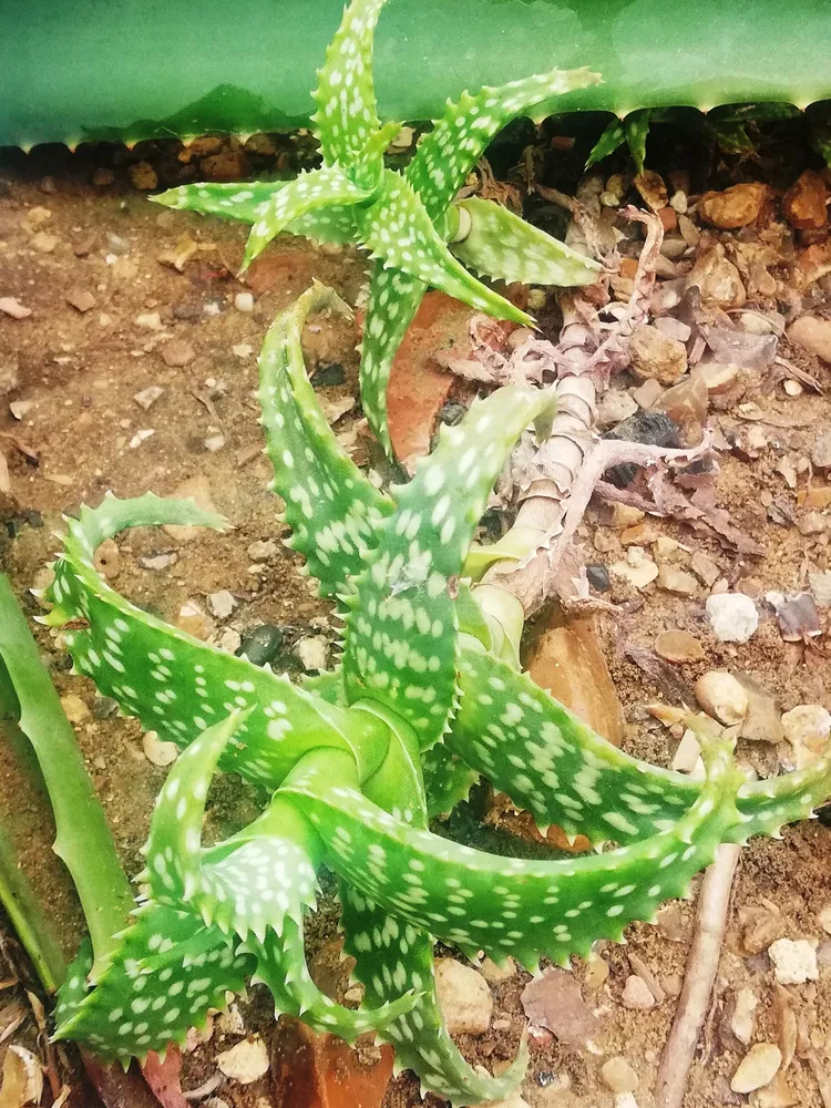 Plante aloe zanzibarica montrant ses caractéristiques typiques