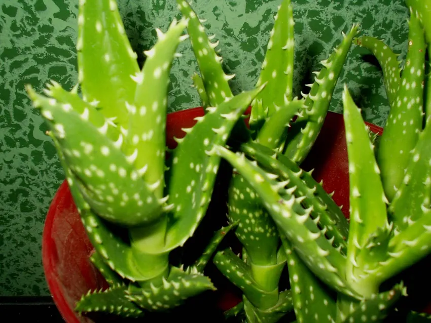 Plante aloe zanzibarica montrant ses caractéristiques typiques