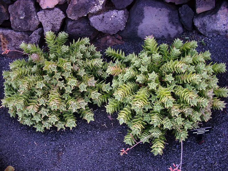 Plante aloe zanzibarica montrant ses caractéristiques typiques