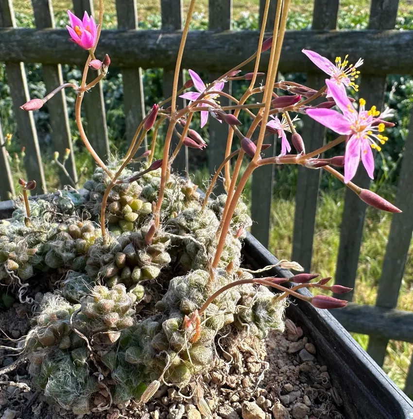 anacampseros filamentosa plant showing characteristic features