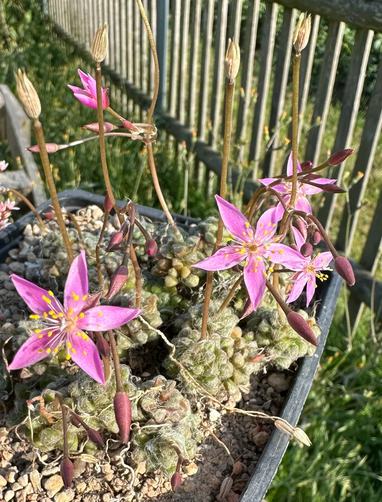 anacampseros filamentosa plant showing characteristic features