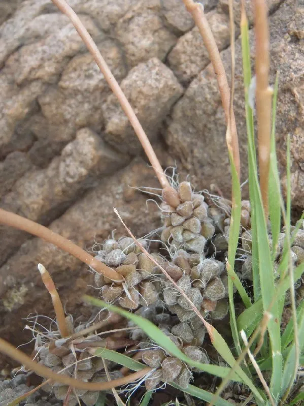anacampseros filamentosa plant showing characteristic features