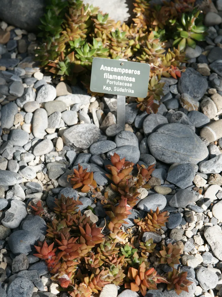 anacampseros filamentosa plant showing characteristic features