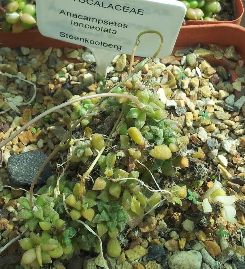anacampseros lanceolata plant showing characteristic features