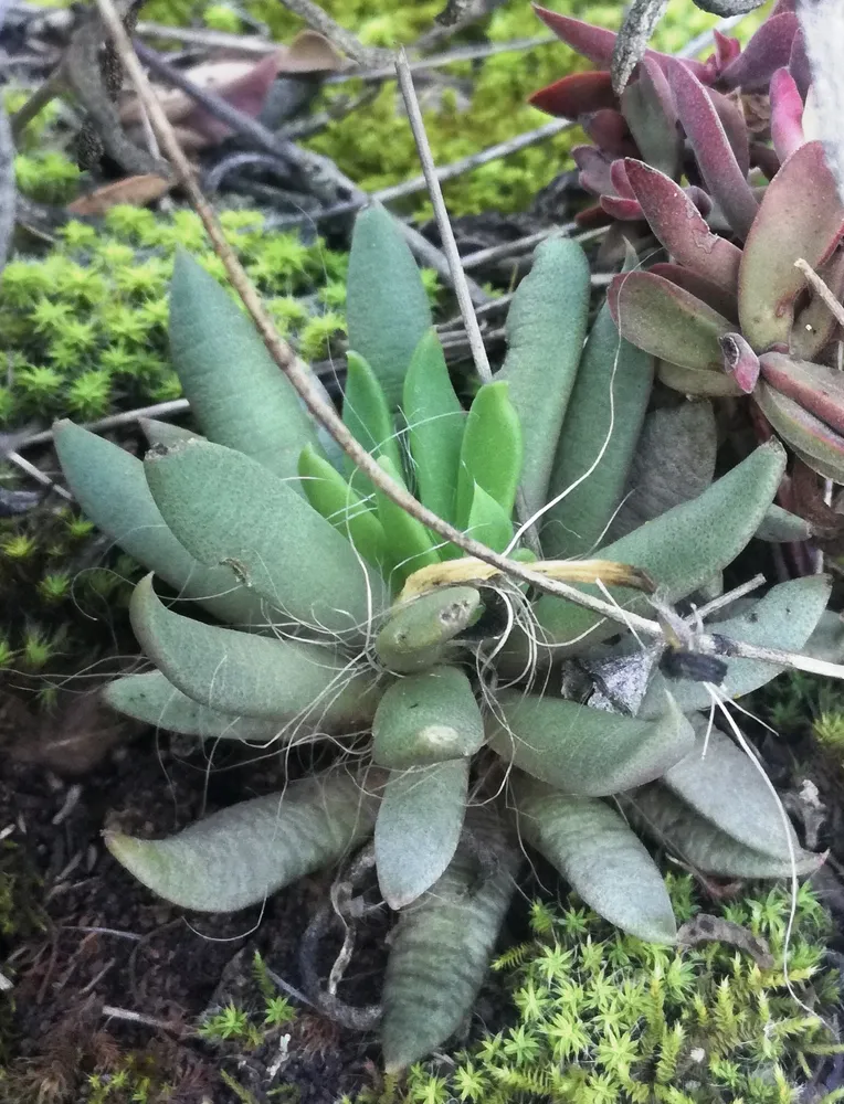 anacampseros lanceolata plant showing characteristic features