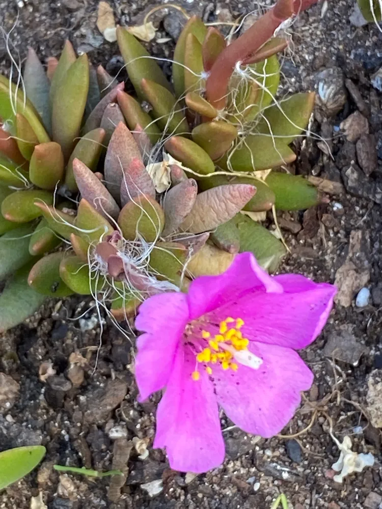 anacampseros lanceolata plant showing characteristic features