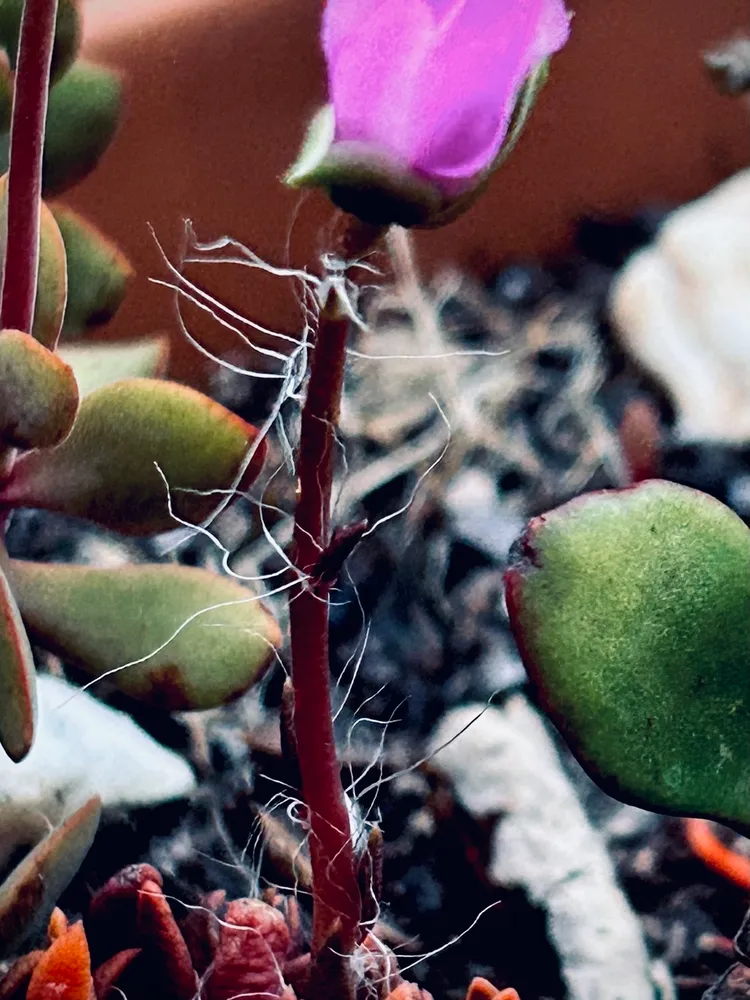 anacampseros lanceolata plant showing characteristic features