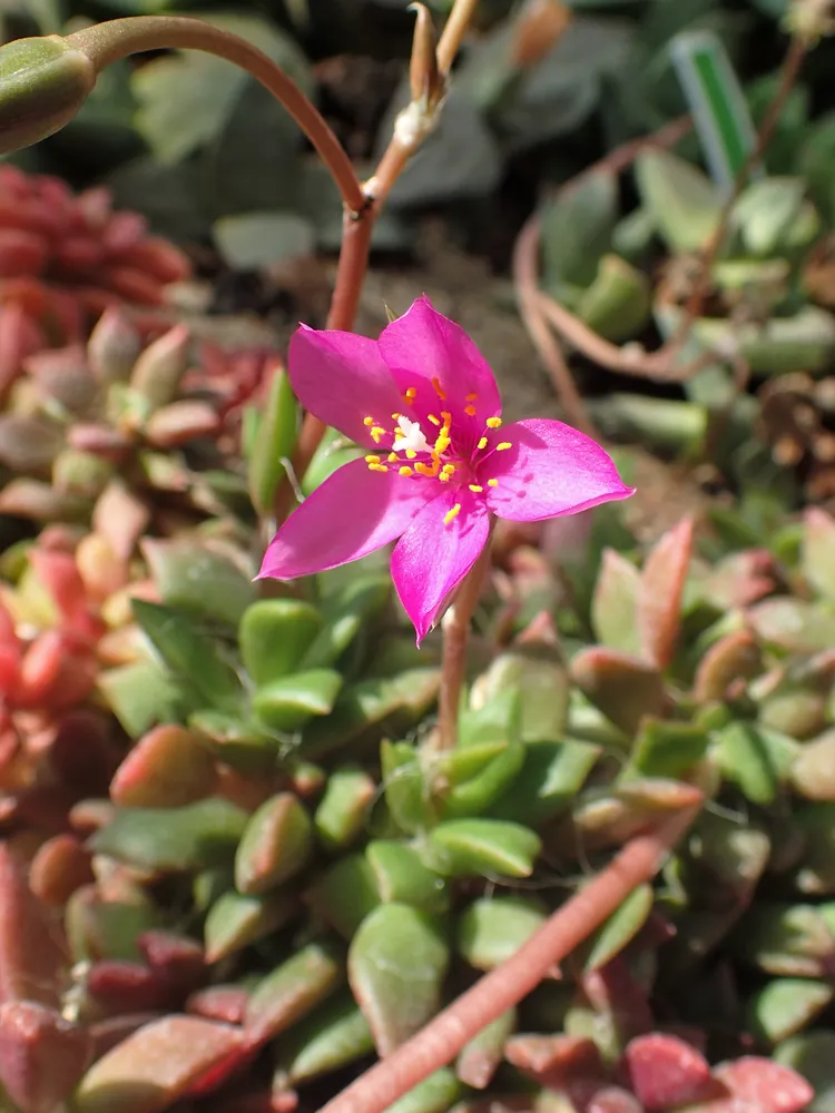 anacampseros lanceolata plant showing characteristic features