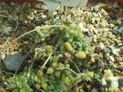 thumbnail anacampseros lanceolata