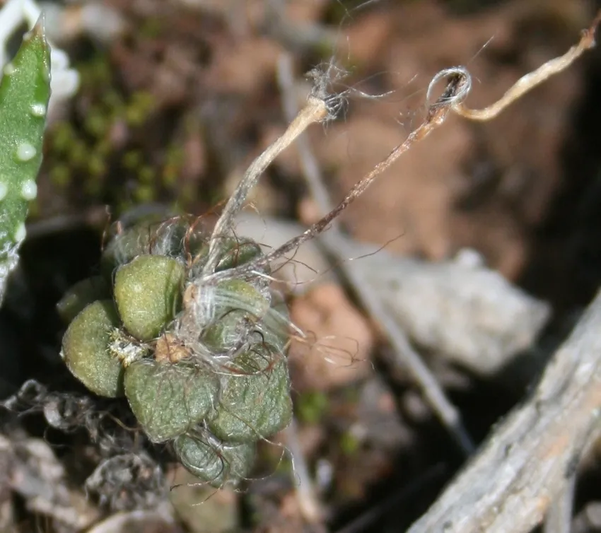 anacampseros retusa plant showing characteristic features