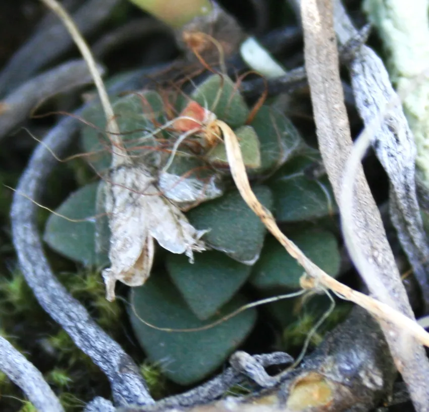 anacampseros retusa plant showing characteristic features