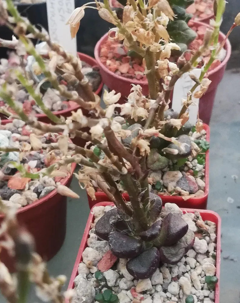 anacampseros retusa plant showing characteristic features