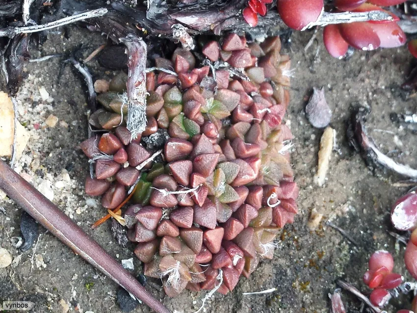 anacampseros retusa plant showing characteristic features