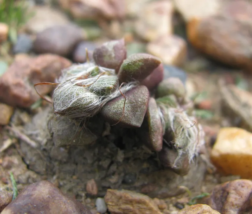 anacampseros retusa plant showing characteristic features