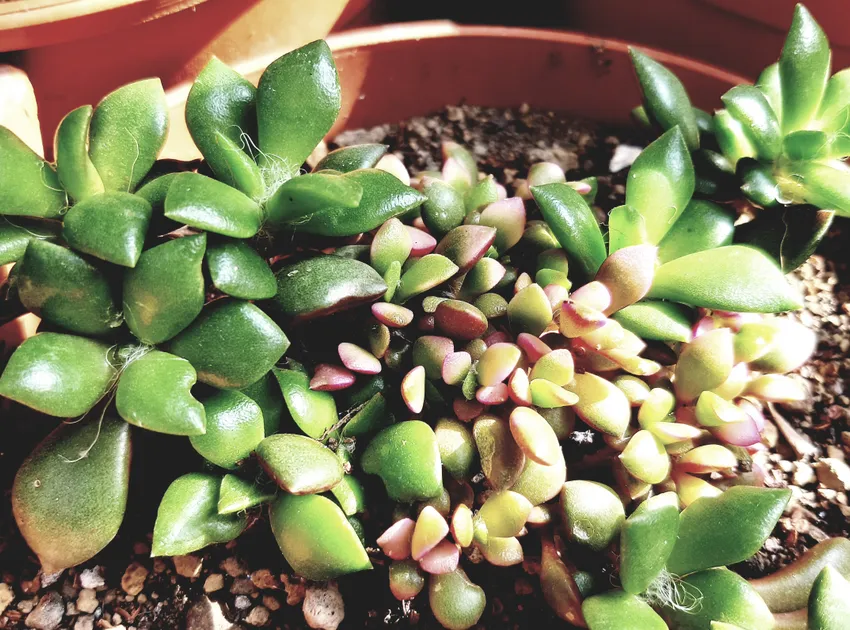 anacampseros rufescens plant showing characteristic features
