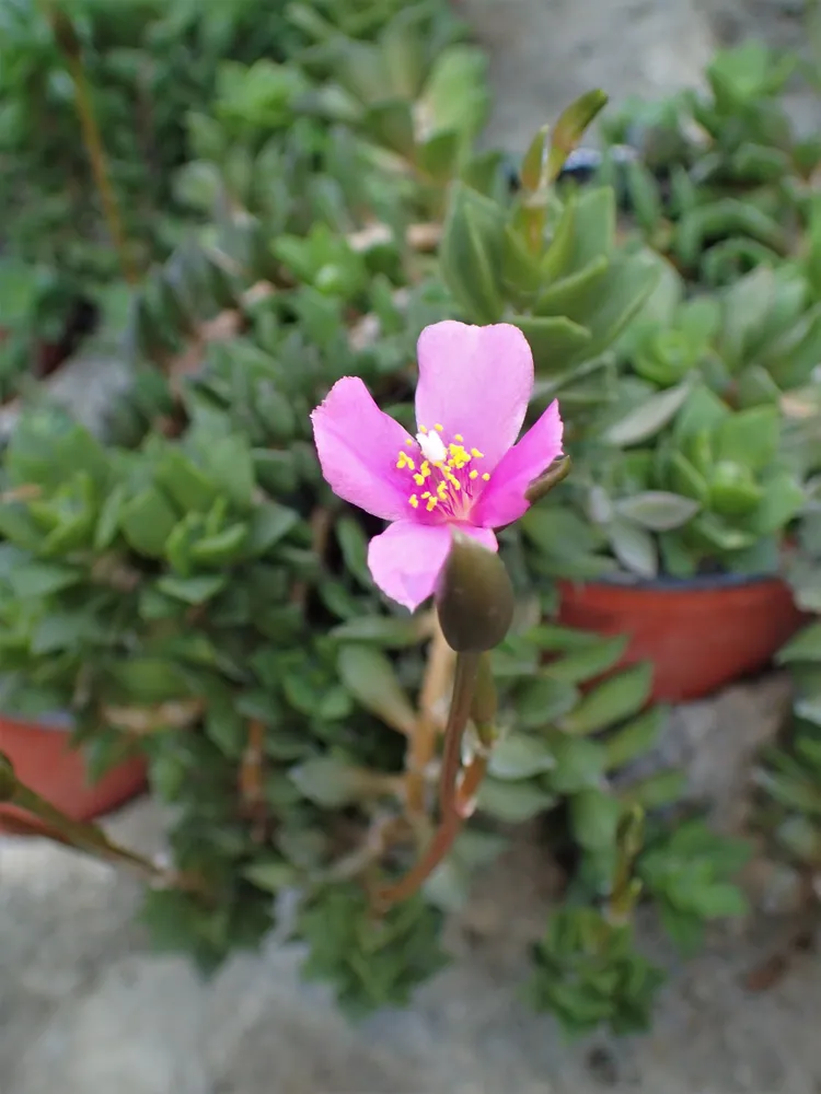 anacampseros rufescens plant showing characteristic features