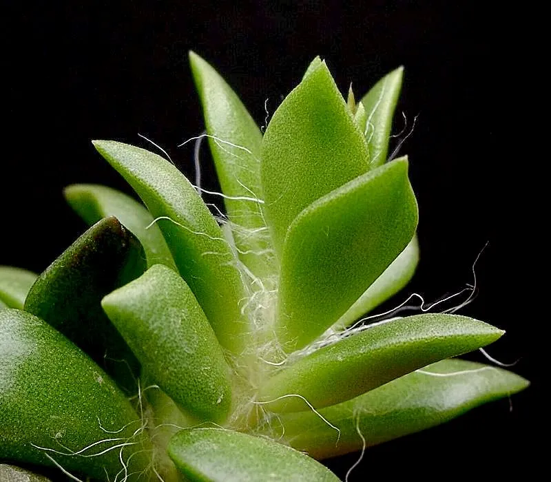anacampseros rufescens plant showing characteristic features