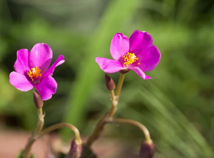 anacampseros rufescens plant showing characteristic features