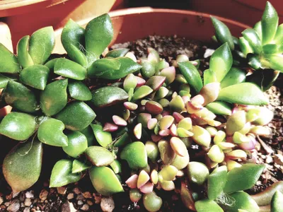 thumbnail anacampseros rufescens