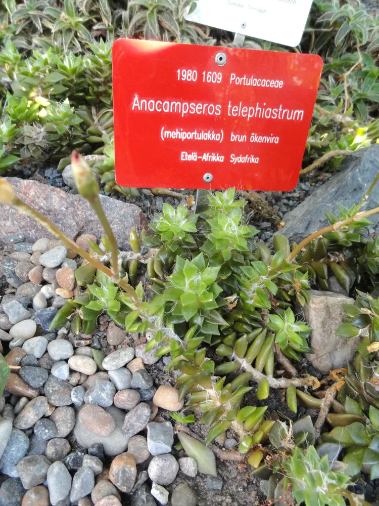 anacampseros telephiastrum plant showing characteristic features