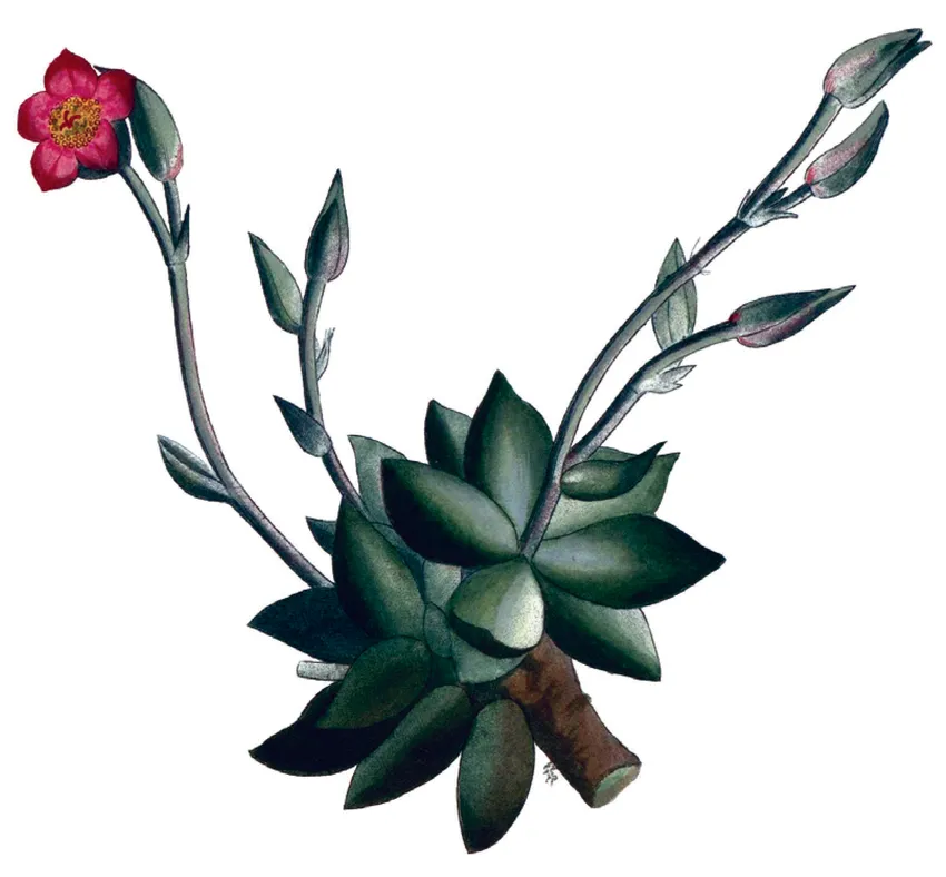anacampseros telephiastrum plant showing characteristic features