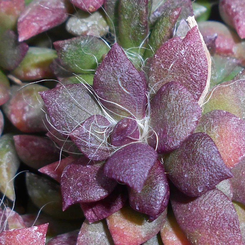 anacampseros telephiastrum plant showing characteristic features