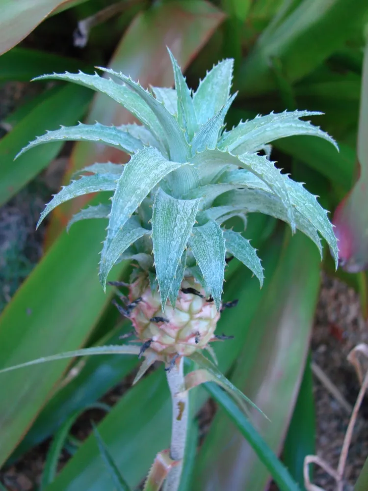 ananas ananassoides plant showing characteristic features