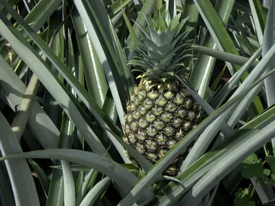 thumbnail ananas ananassoides