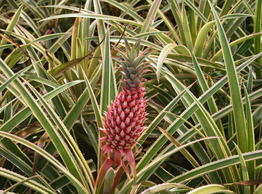 ananas bracteatus plant showing characteristic features