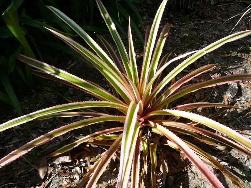 ananas bracteatus plant showing characteristic features