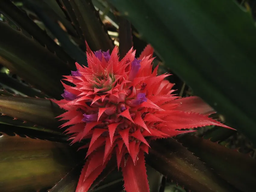 ananas bracteatus plant showing characteristic features
