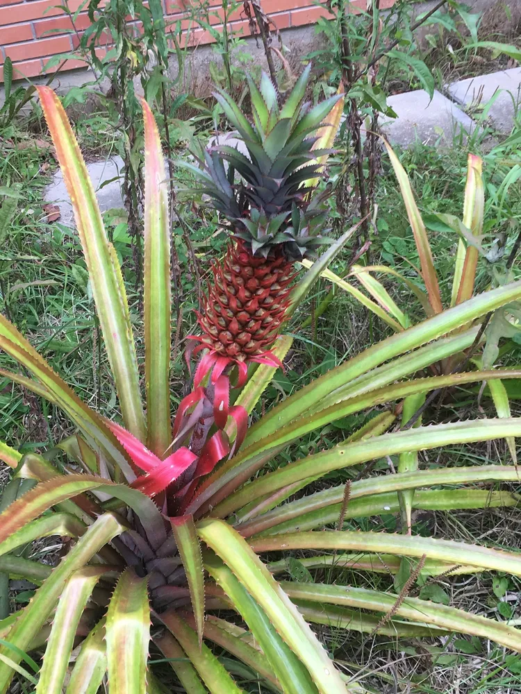 ananas bracteatus plant showing characteristic features