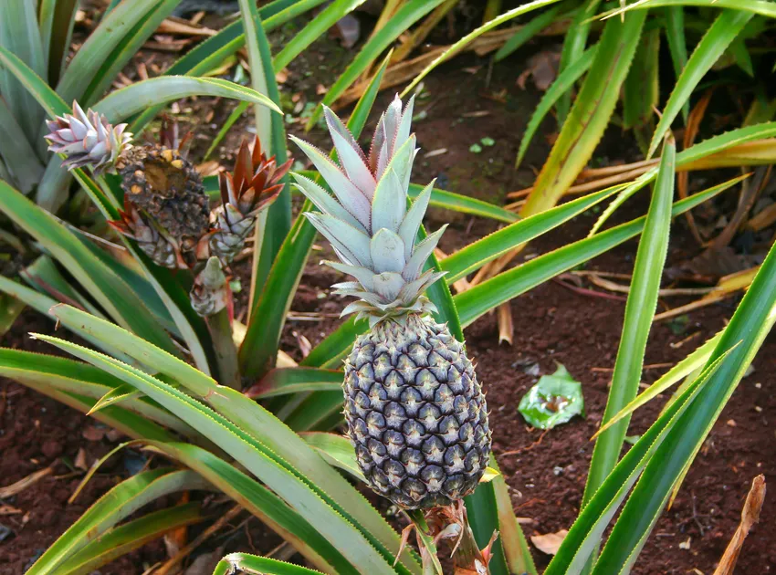 ananas comosus plant showing characteristic features