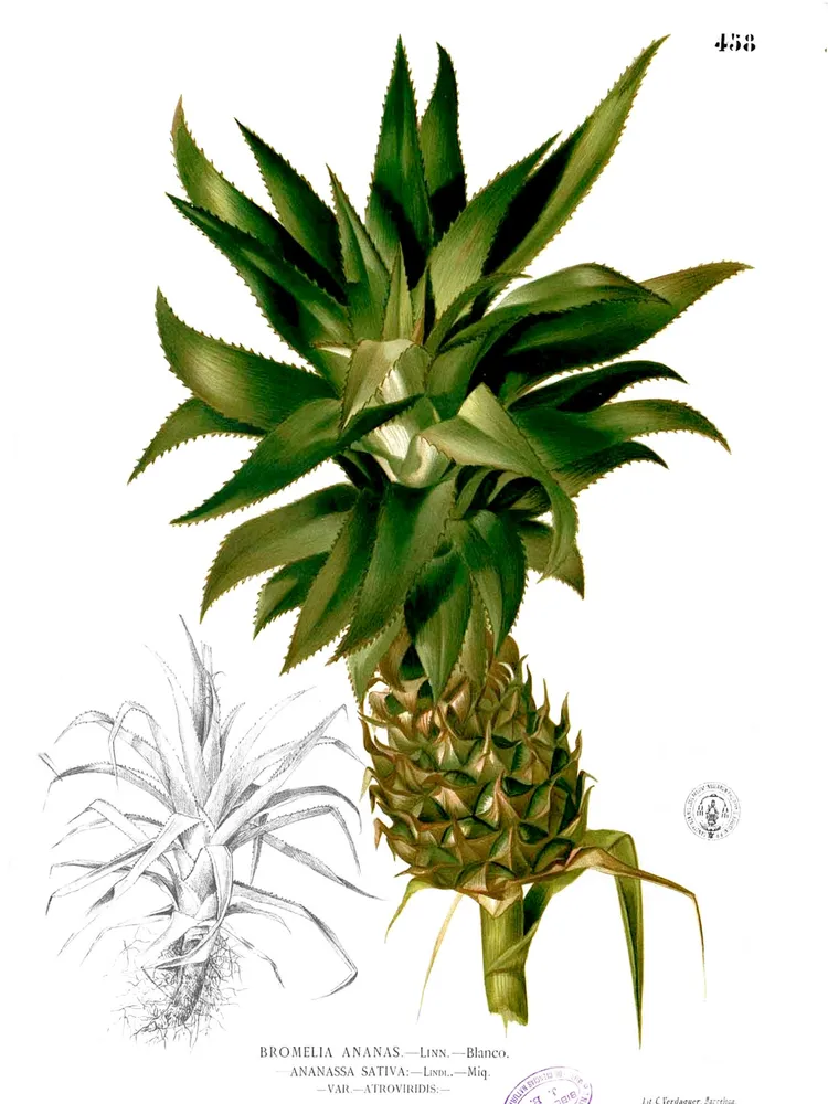 ananas comosus plant showing characteristic features
