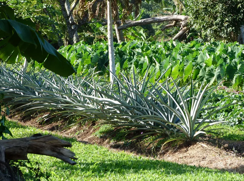 ananas comosus plant showing characteristic features