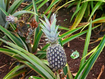 thumbnail ananas comosus