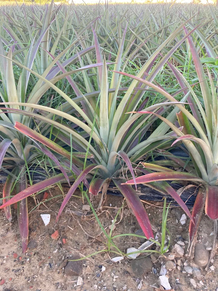 ananas lucidus plant showing characteristic features