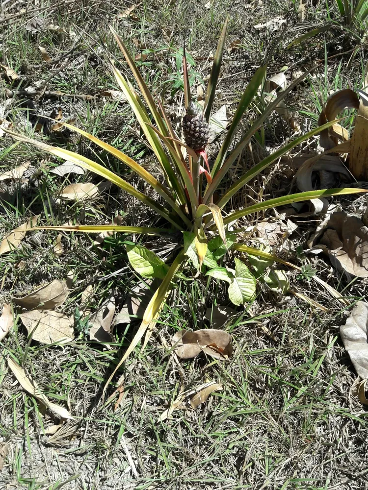 ananas lucidus plant showing characteristic features