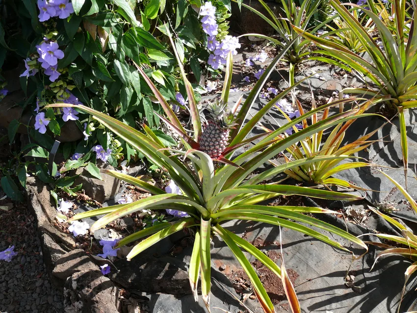 ananas lucidus plant showing characteristic features