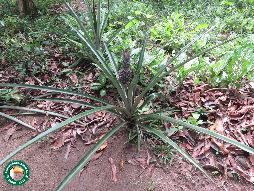 ananas lucidus plant showing characteristic features