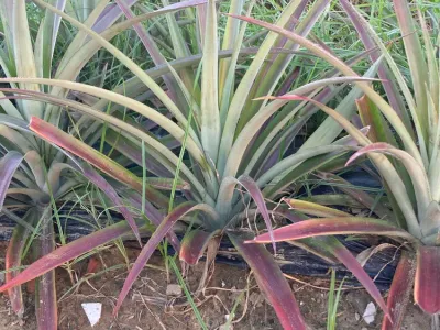 thumbnail ananas lucidus