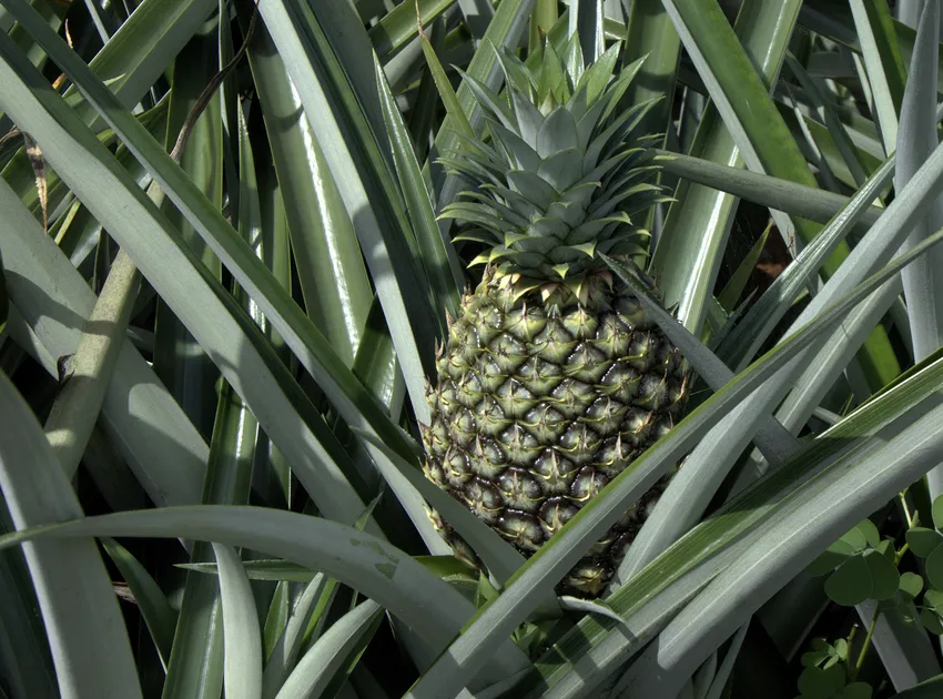 ananas nanus plant showing characteristic features