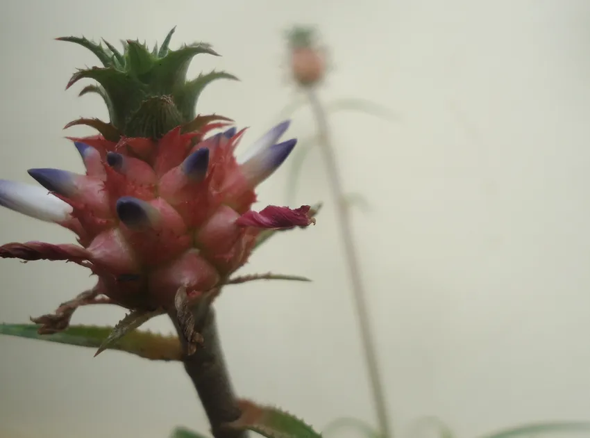 ananas nanus plant showing characteristic features