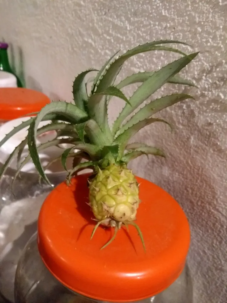 ananas nanus plant showing characteristic features