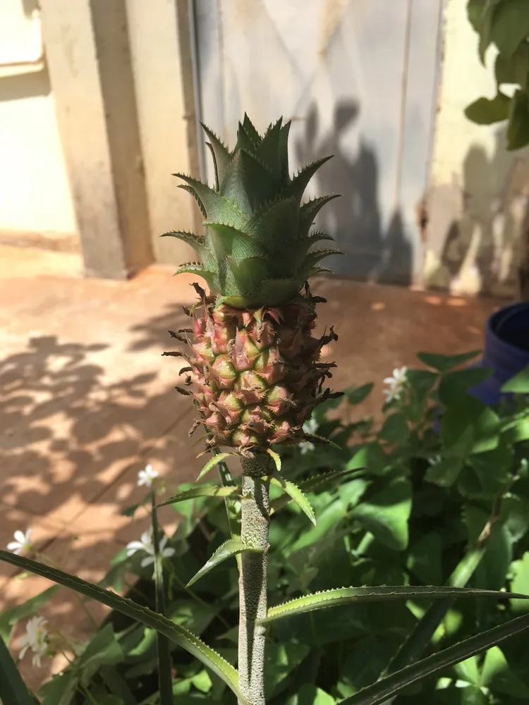 ananas nanus plant showing characteristic features