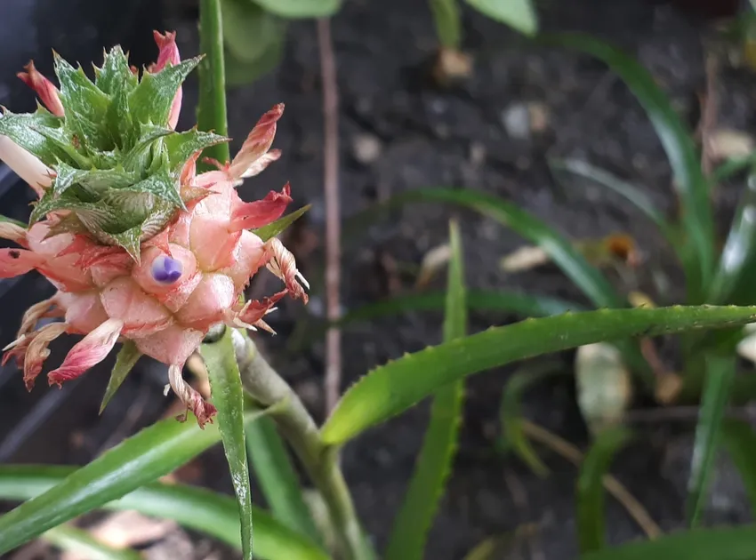 ananas nanus plant showing characteristic features