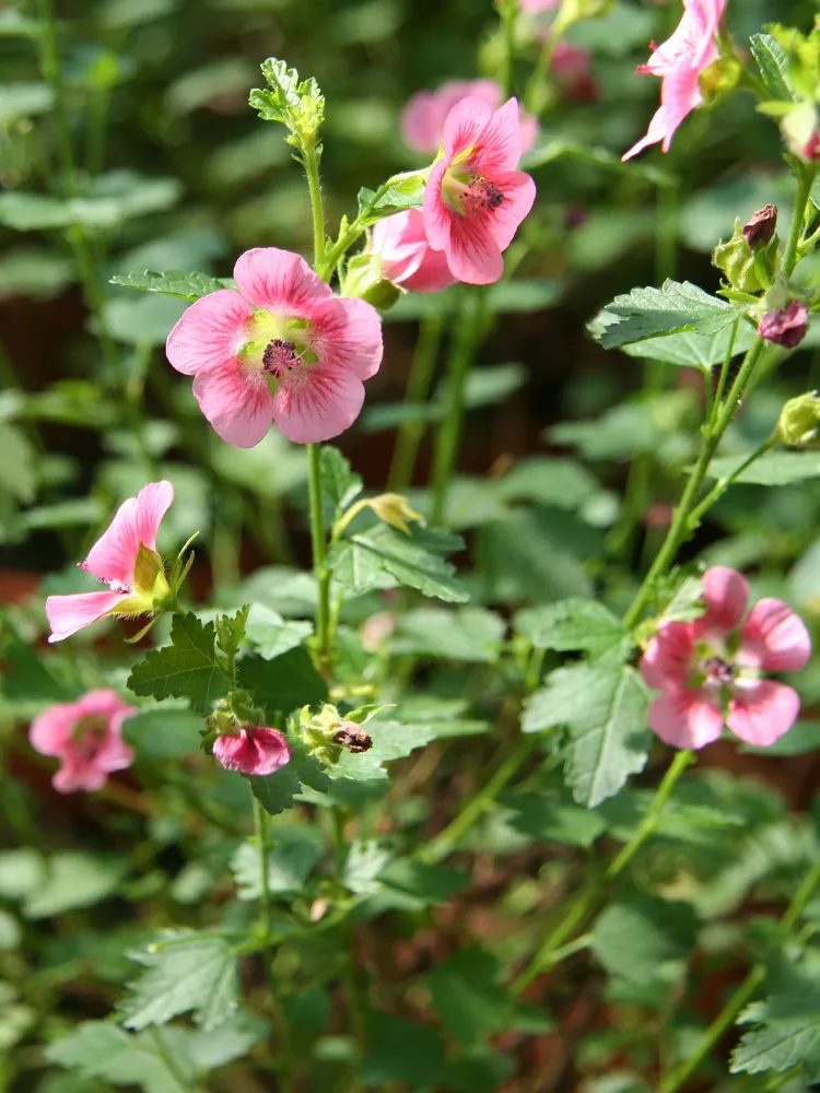 anisodontea capensis plant showing characteristic features