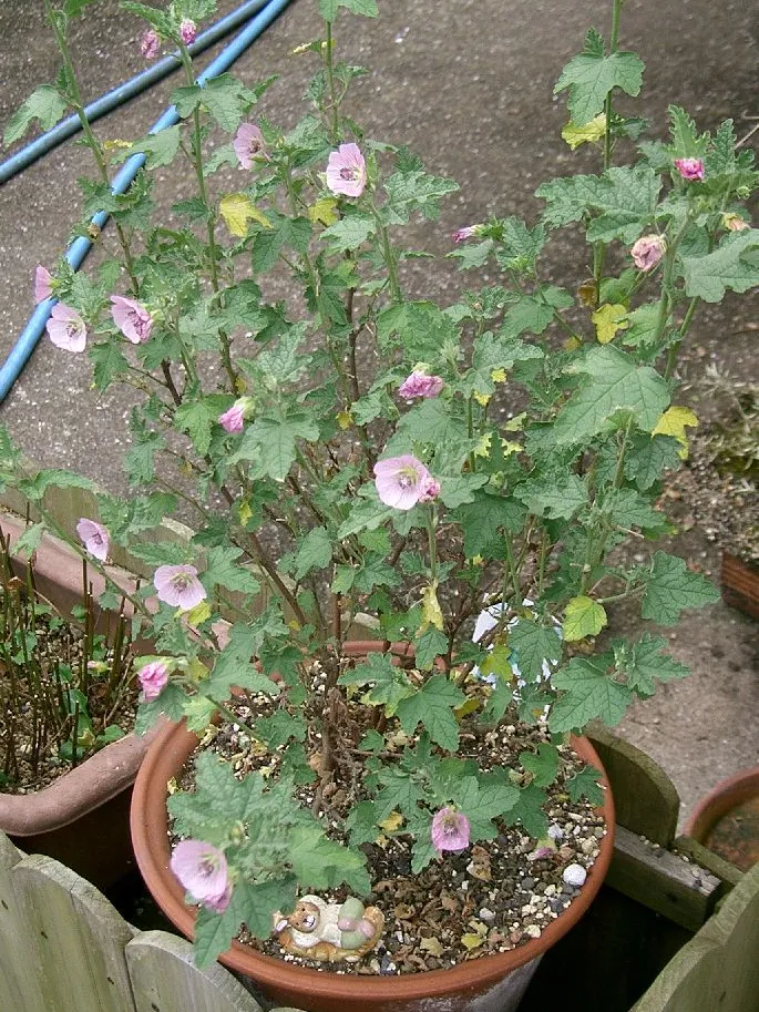 anisodontea capensis plant showing characteristic features